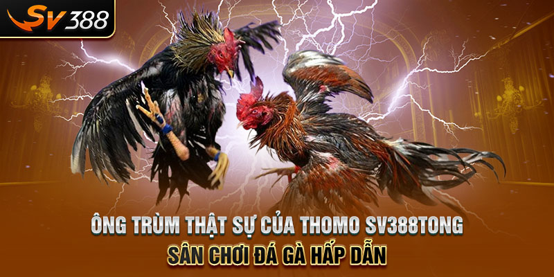 Ông Trùm Thật Sự Của Thomo SV388tong - Sân Chơi Đá Gà Hấp Dẫn